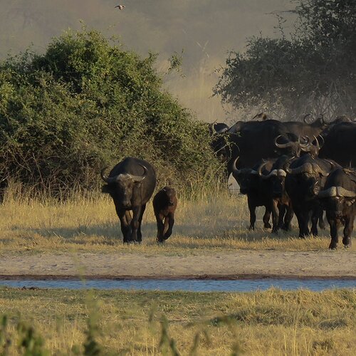 Botswana: Land der Gegensätze