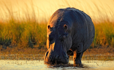 12 Nächte Botswana Wild Parks - Kleingruppe / Sunway Safaris