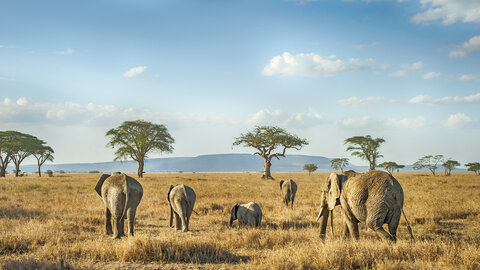 5 Nächte Ngorongoro & Serengeti Explorer – Privat 