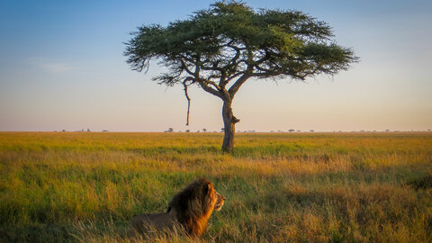 5 Nächte Ngorongoro & Serengeti Explorer – Privat 