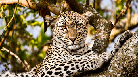 5 Nächte Ngorongoro & Serengeti Explorer – Privat 