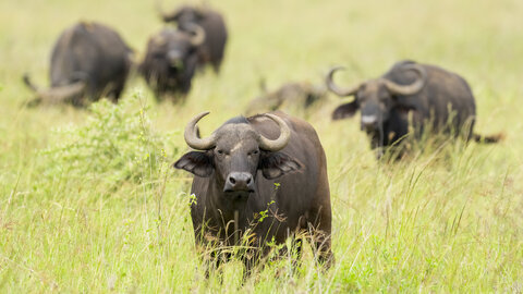 5 Nächte Ngorongoro & Serengeti Explorer – Privat 