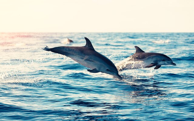 Wal- & Delfinbeobachtung