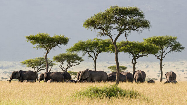 2 Nächte Fly-in Safari Masai Mara - Mara Engai Lodge