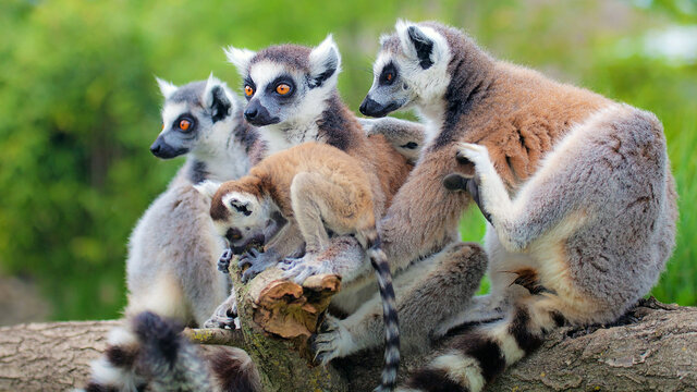 MADAGASKAR | Mit Menschen und Lemuren auf Du und Du