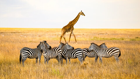 5 Nächte Ngorongoro & Serengeti Explorer – Privat 