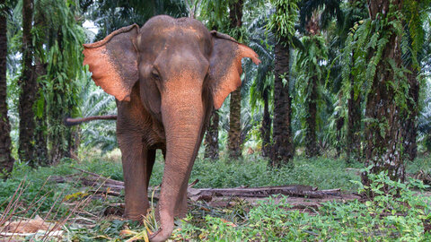 Elephant Hills – Jungle Safari