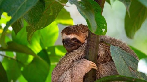 Costa Rica & Panama - Entlang der Karibik