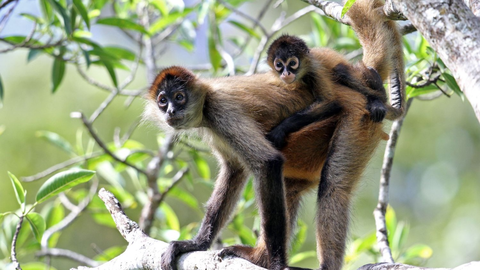 Faszination Zentralamerika