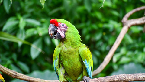 Mietwagenrundreise Panama & Costa Rica