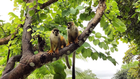 Mietwagenrundreise Panama & Costa Rica