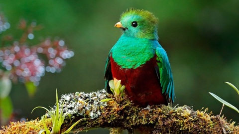 Naturduo Zentralamerika