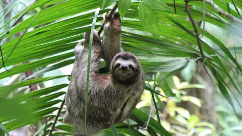 Naturduo Zentralamerika